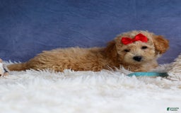 Bichpoo dogs for sale: Tyson - Image 16
