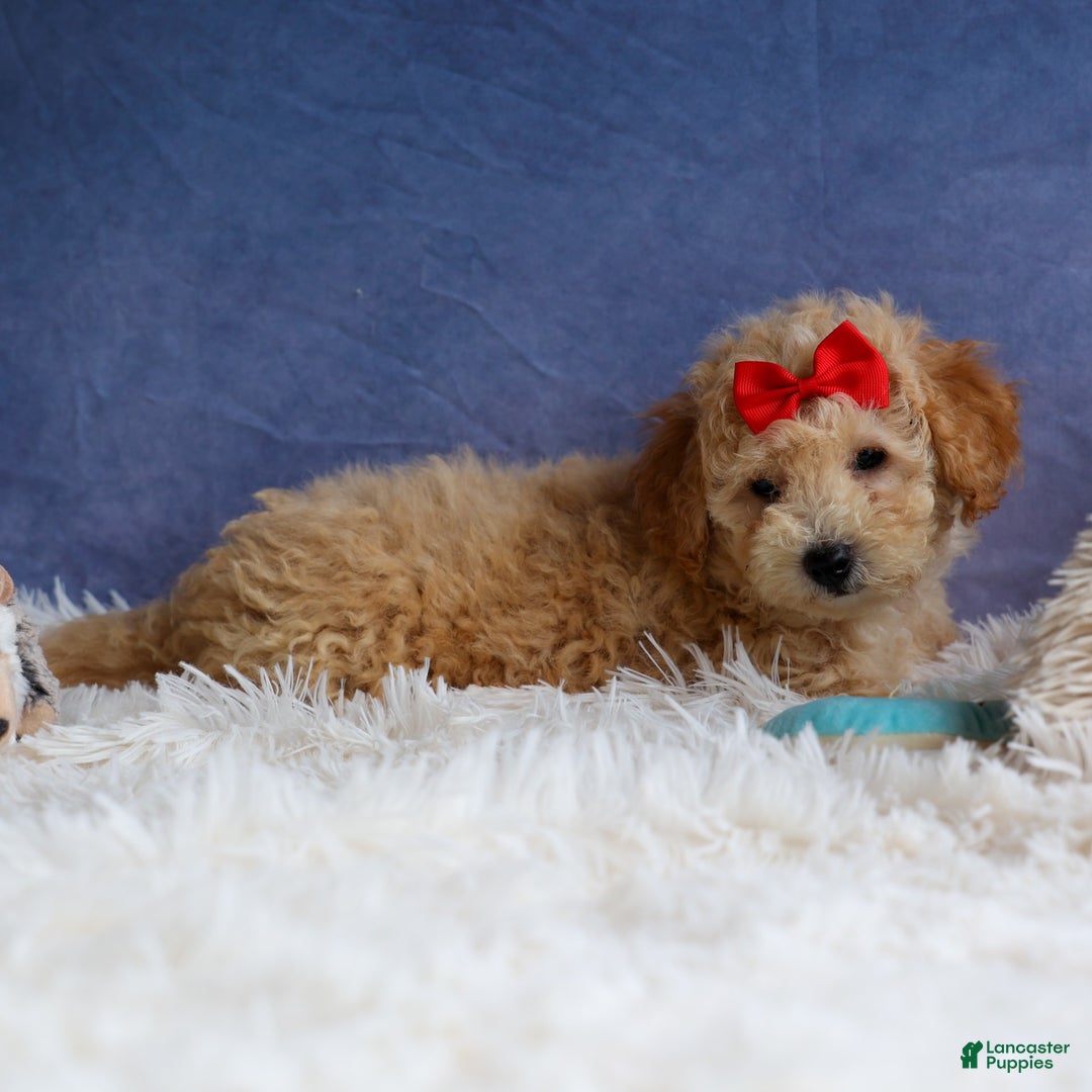 Bichpoo dogs for sale: Tyson - Image 16
