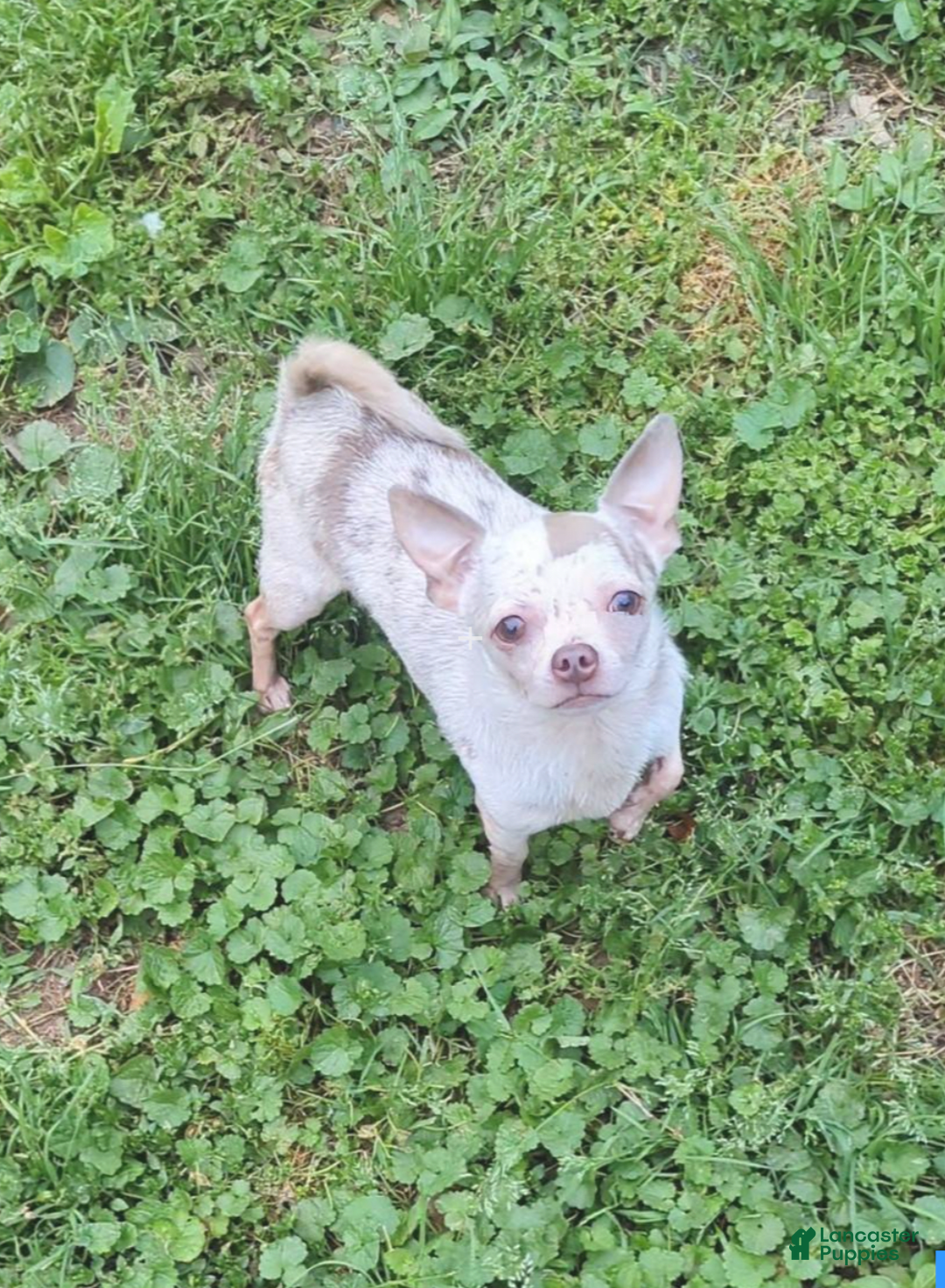 Chihuahua dogs for sale: Lilac Merle - Image 6