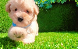 Maltipoo dogs for sale: Angel - Image 14