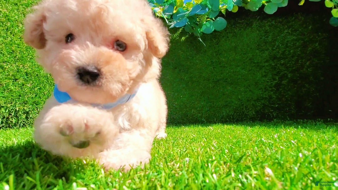 Maltipoo dogs for sale: Angel - Image 14