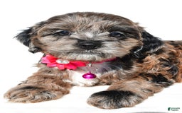 Cockapoo dogs for sale: Stalle - Image 4