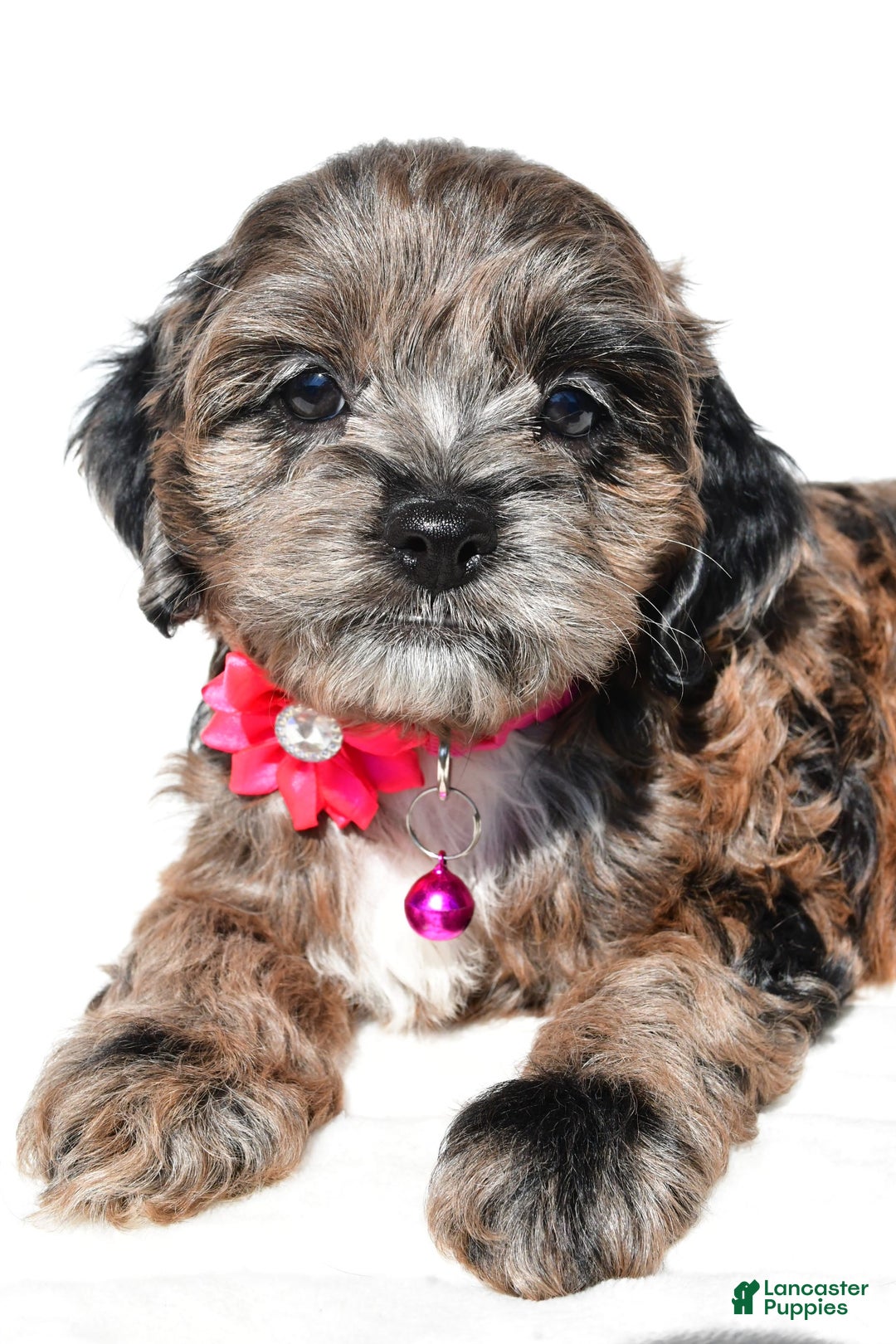 Cockapoo dogs for sale: Stalle - Image 4
