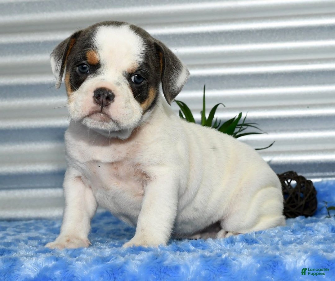 Beabull dogs for sale: Violet - Image 9