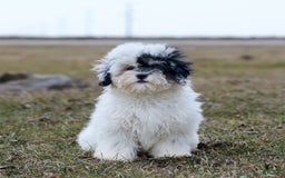 Shihpoo dogs for sale: Abby - Image 14