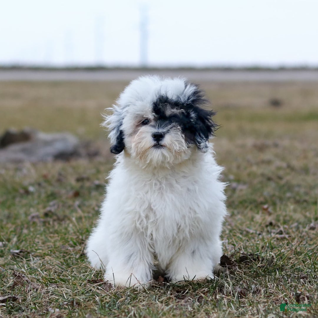Shihpoo dogs for sale: Abby - Image 14