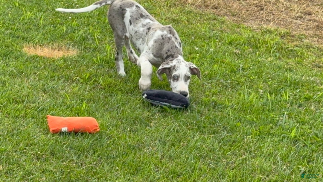 Great Dane dogs for sale: Heather - Image 10