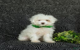 Miniature Poodle dogs for sale: Broderick - Image 9