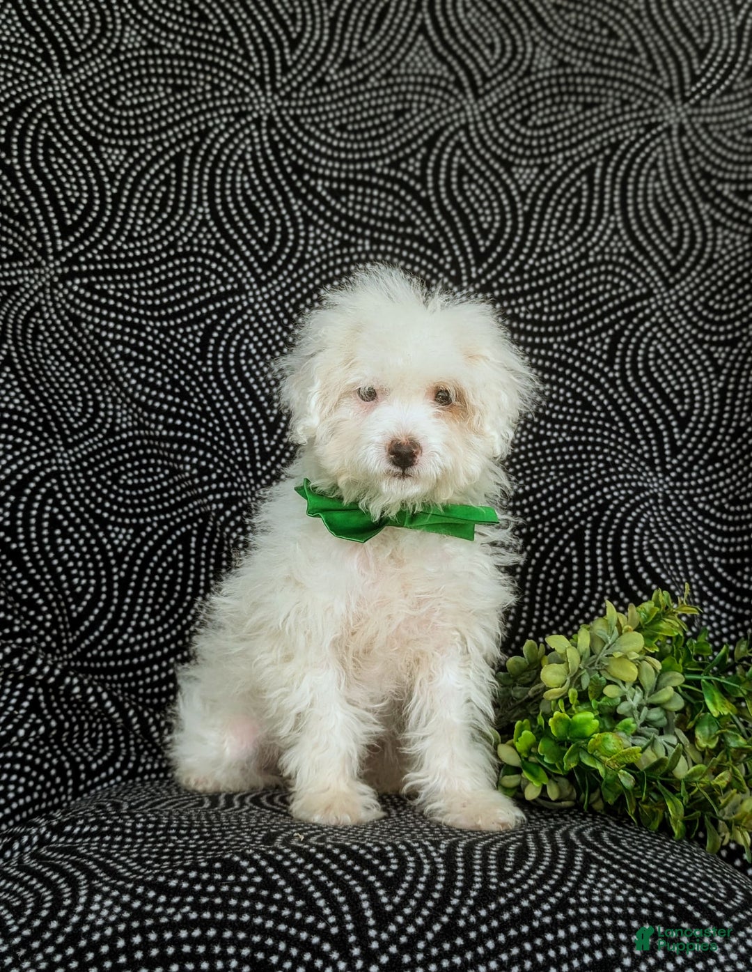 Miniature Poodle dogs for sale: Broderick - Image 9