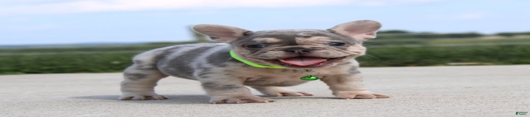Bosco