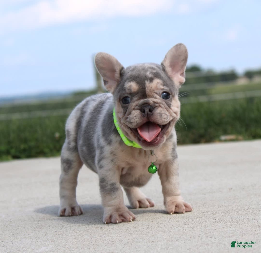 French Bulldog dogs for sale: Bosco - Image 1