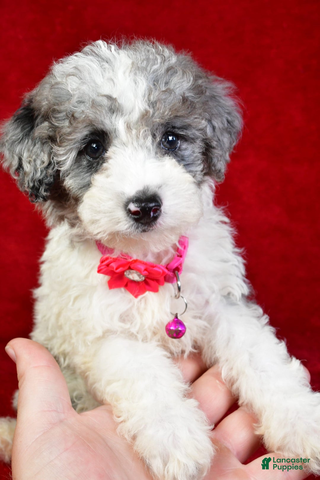 Miniature Poodle dogs for sale: Lola - Image 4