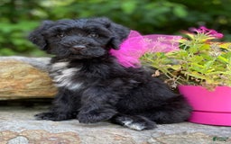 Portuguese Water Dog dogs for sale: Luna - Image 9