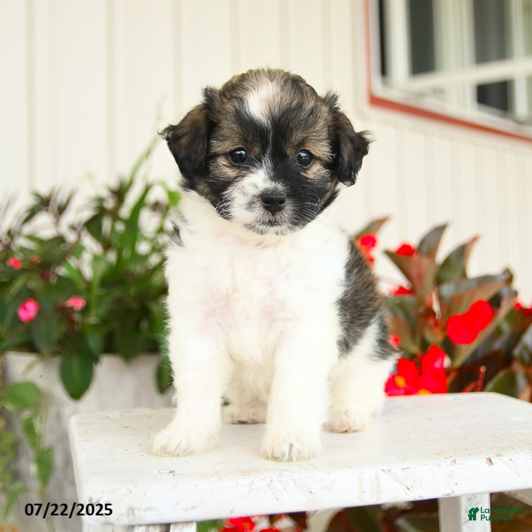 Shihpoo dogs for sale: Chocolate - Image 3