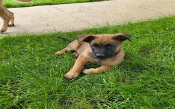 Belgian Malinois dogs for sale: Diesel - Image 2