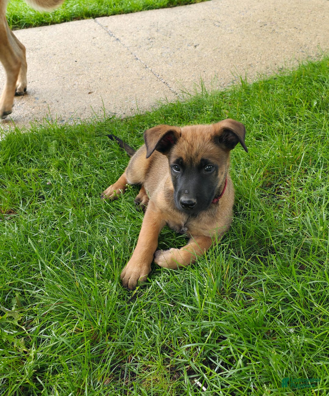 Belgian Malinois dogs for sale: Diesel - Image 2