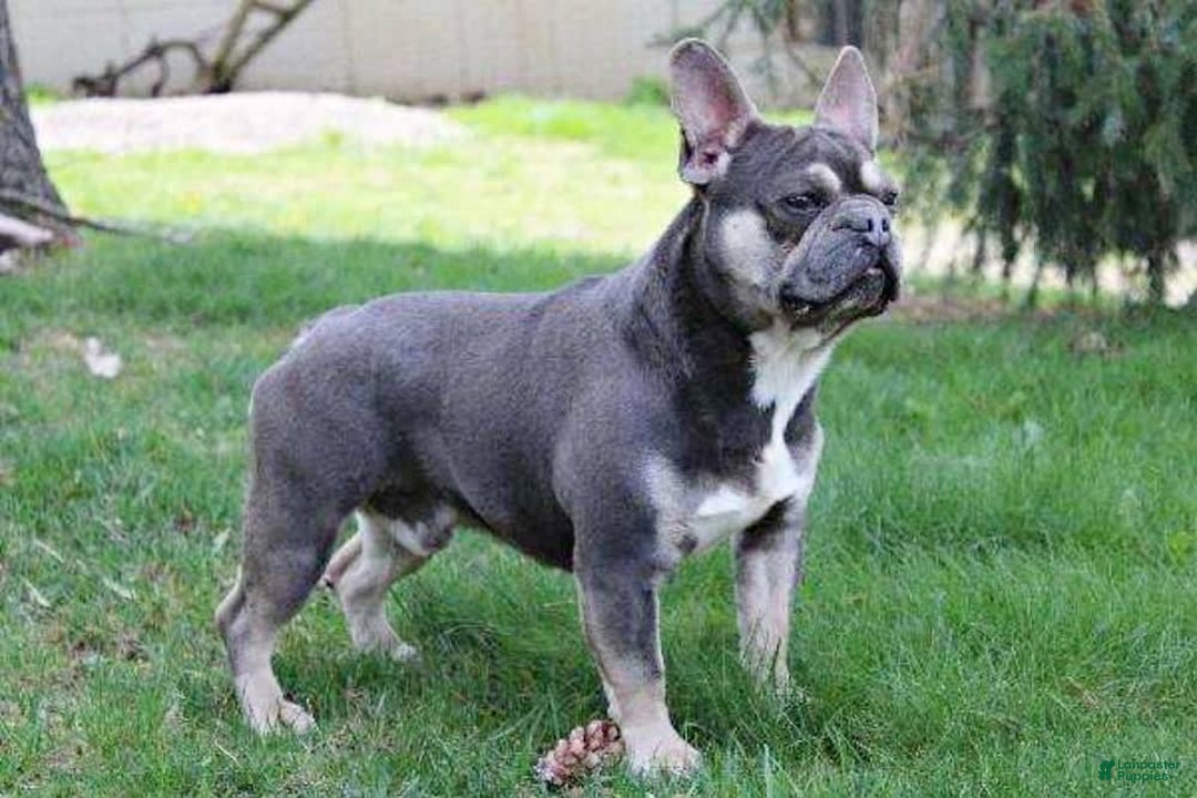 French Bulldog dogs for sale: Madison - Image 4
