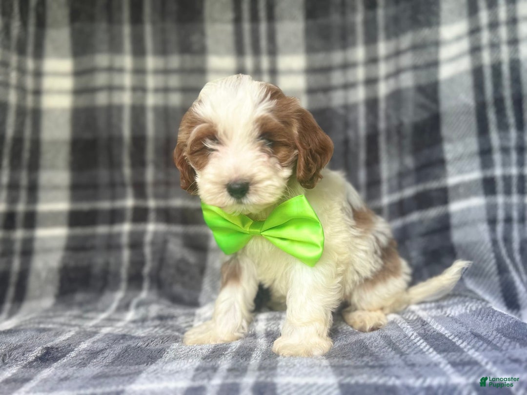 Cavapoo dogs for sale: Cheeto - Image 10