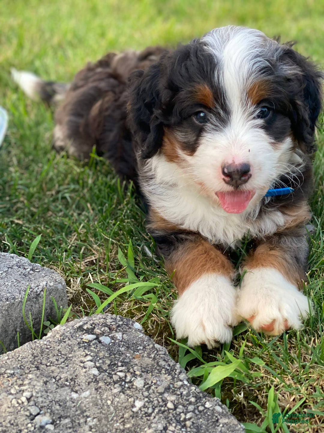 Mini Bernedoodle dogs for sale: Lincoln - Image 6