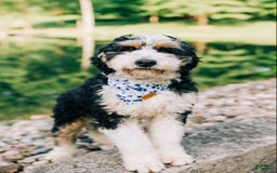 Bernedoodle dogs for sale: Reese- medium - Image 5