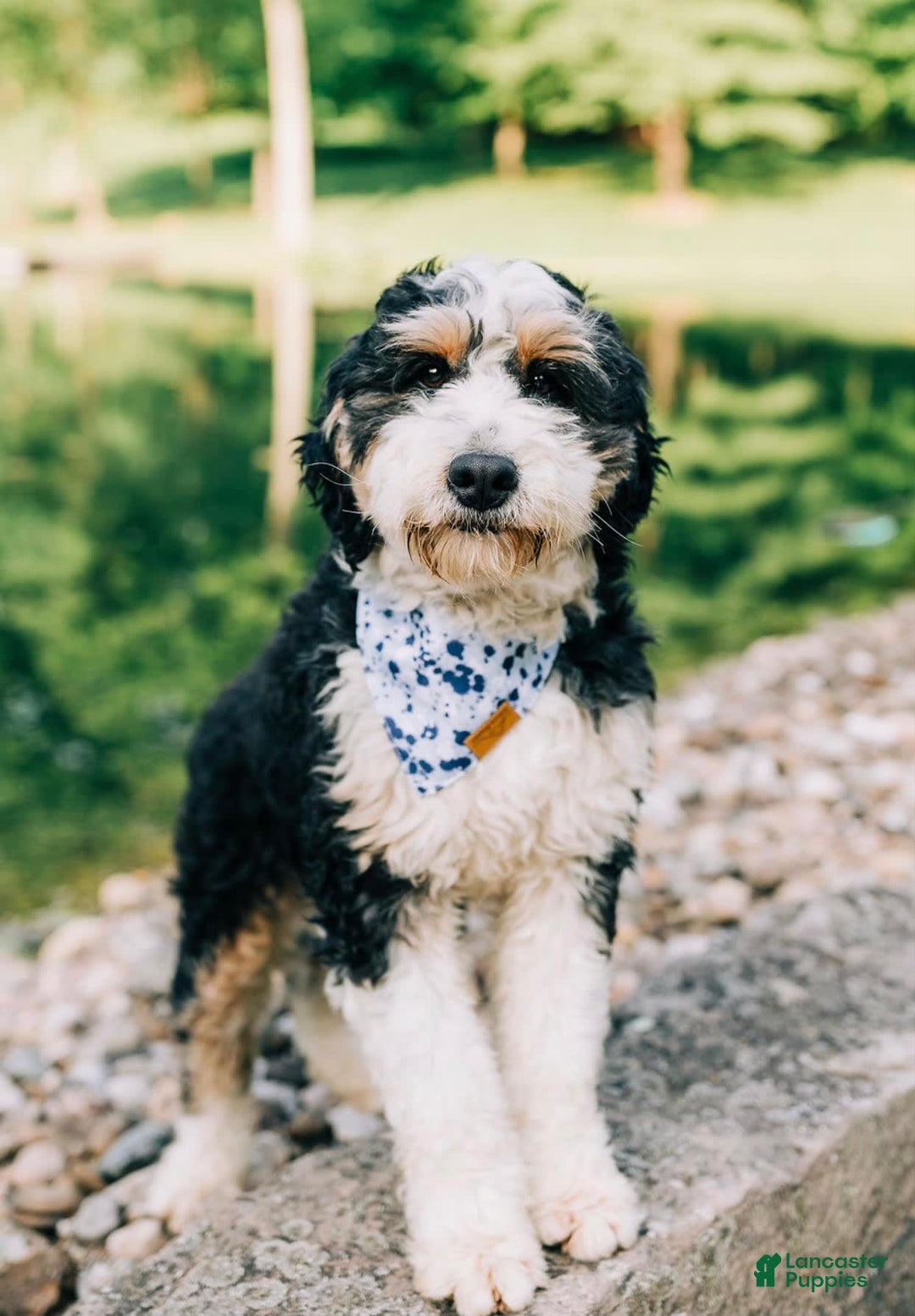 Bernedoodle dogs for sale: Reese- medium - Image 5