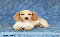 Miniature Dachshund dogs for sale: Sasha - Image 4