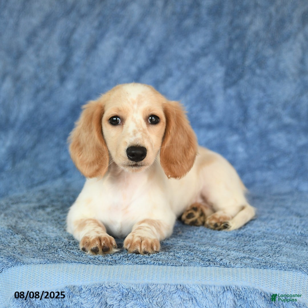 Miniature Dachshund dogs for sale: Sasha - Image 4