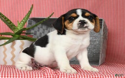 Beabull dogs for sale: Wendy - Image 7