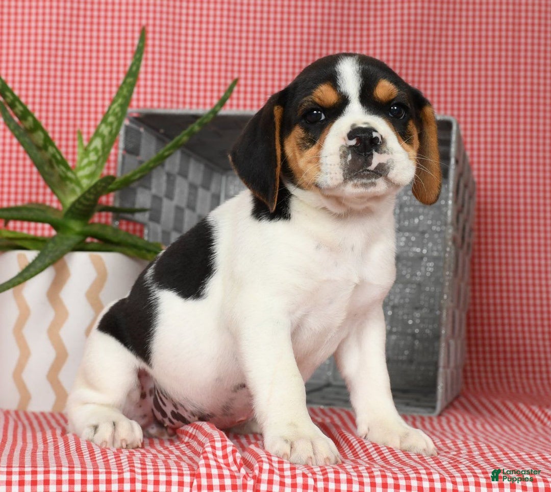 Beabull dogs for sale: Wendy - Image 7