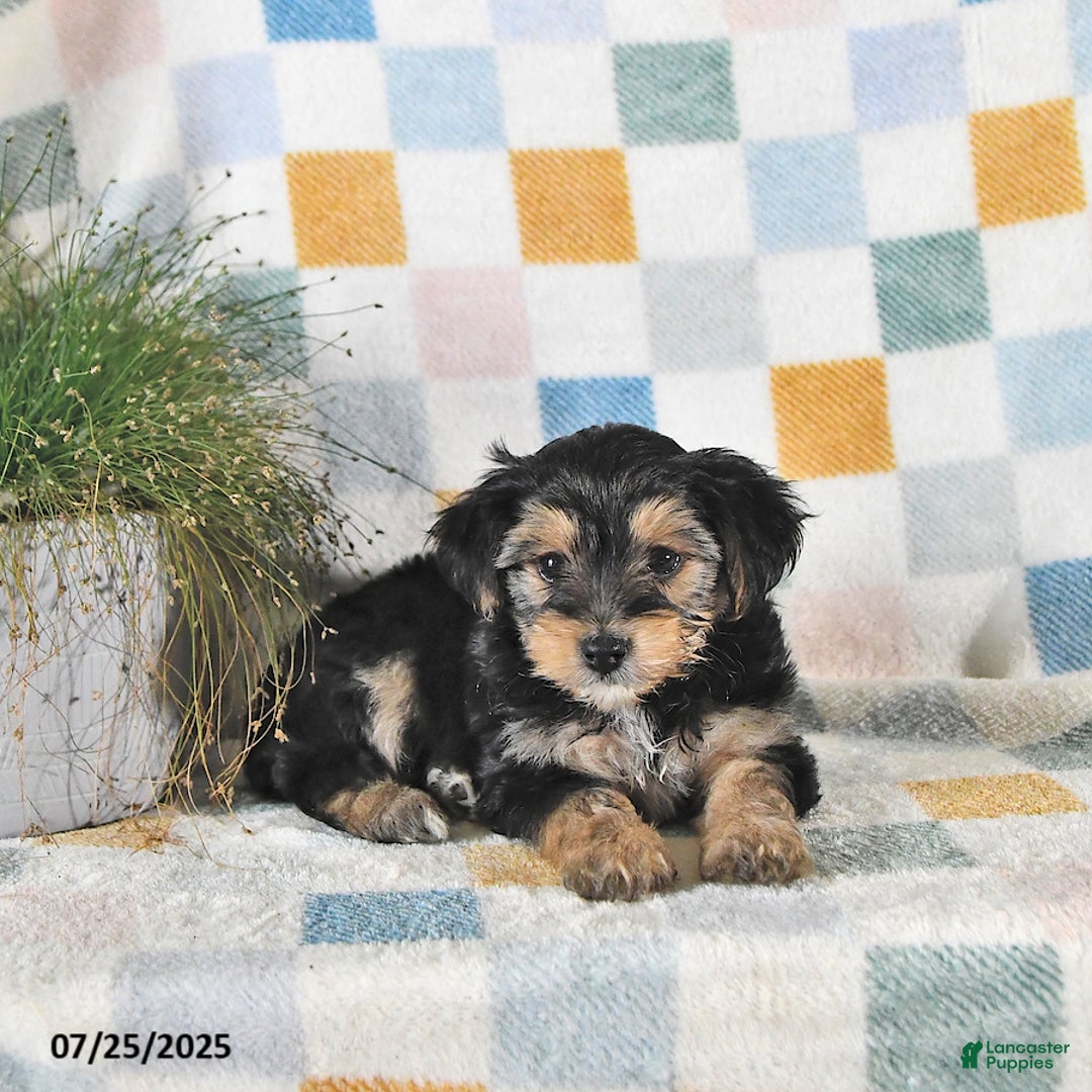 Yorkshire Terrier dogs for sale: Travis - Image 2
