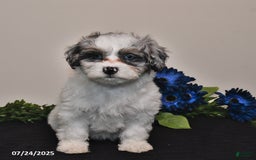 Shihpoo dogs for sale: Jenny - Image 3