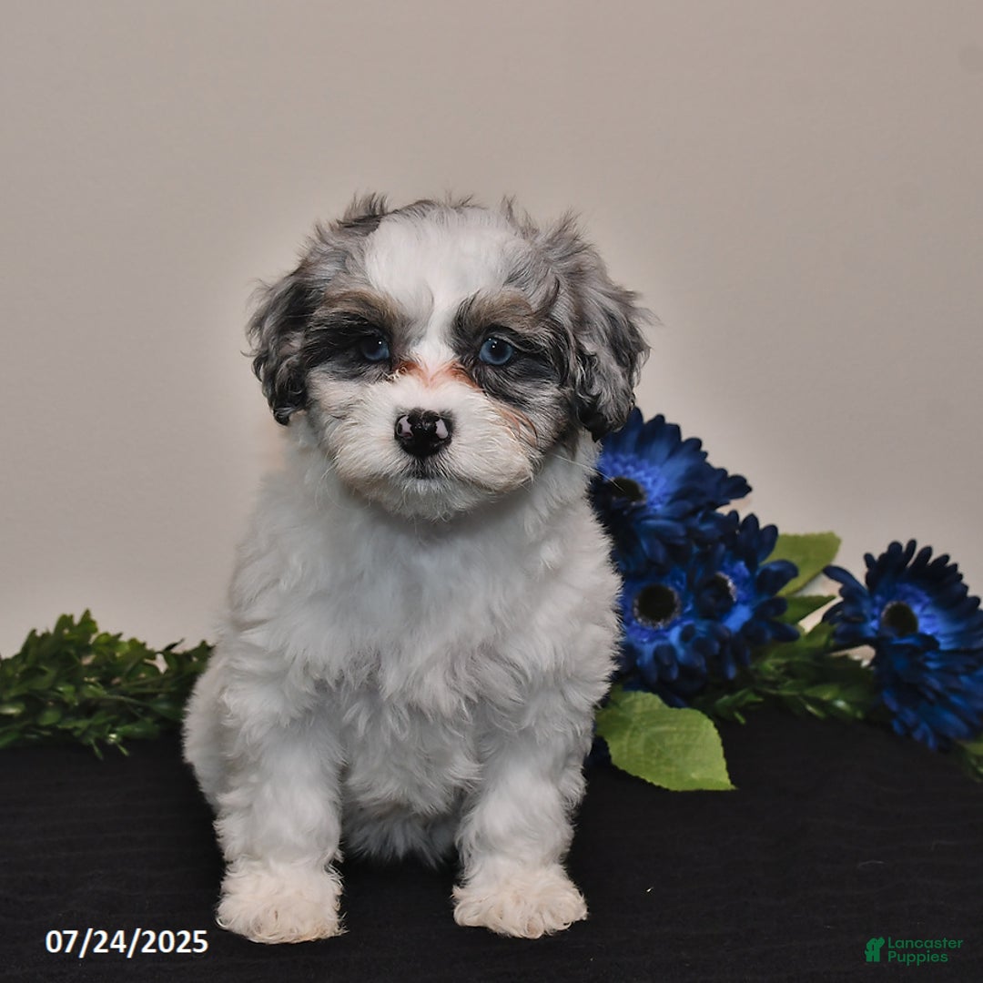 Shihpoo dogs for sale: Jenny - Image 3