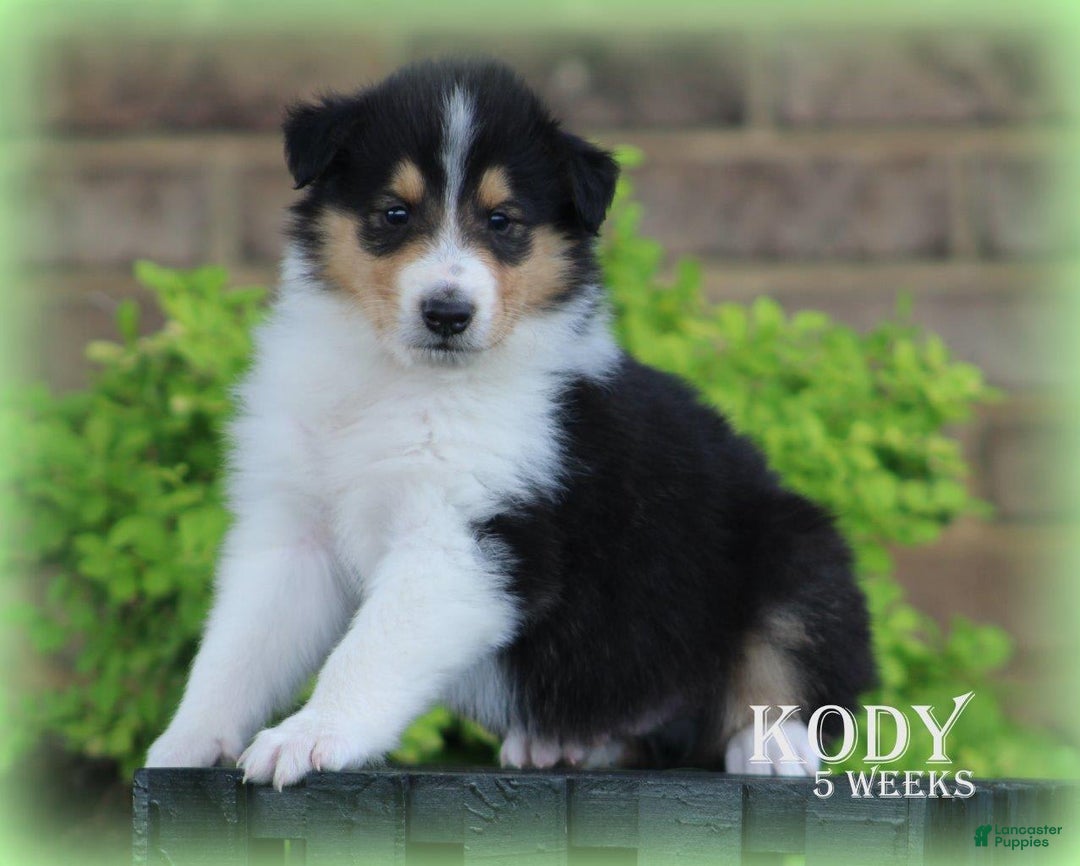 categoriesInfo:categoryAttributeOptions.pets.dogs.breed.roughCollie dogs for sale: Kody - Image 7