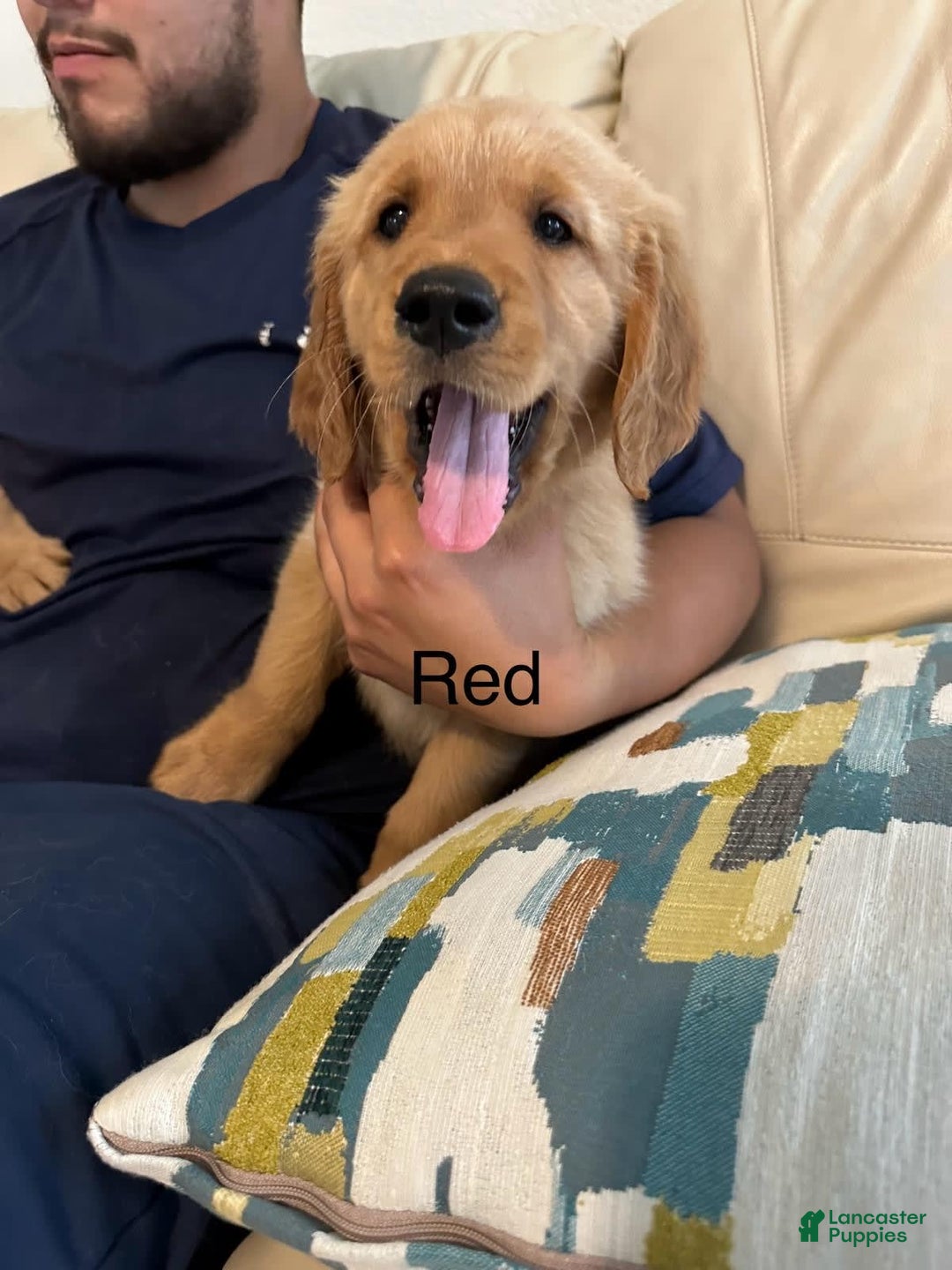 Golden Retriever dogs for sale: Red - Image 1