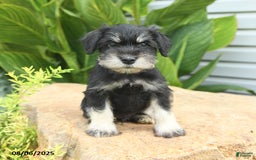 Miniature Schnauzer dogs for sale: Maxwell - Image 4