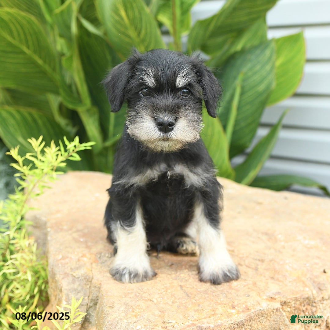 Miniature Schnauzer dogs for sale: Maxwell - Image 4