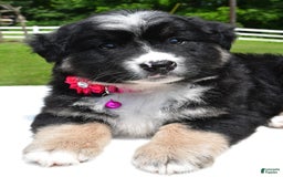 Miniature Australian Shepherd dogs for sale: Jenny - Image 5