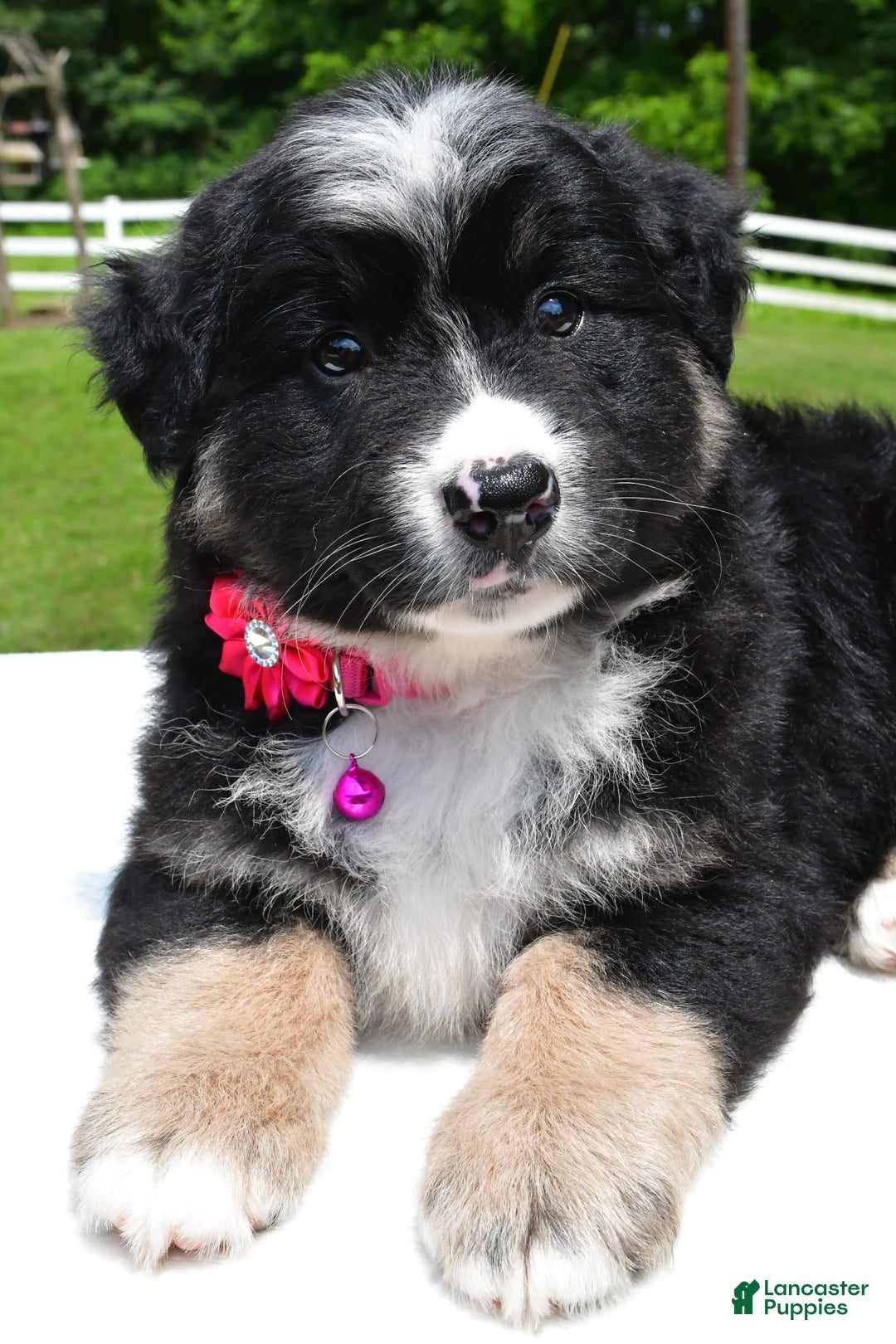 Miniature Australian Shepherd dogs for sale: Jenny - Image 5