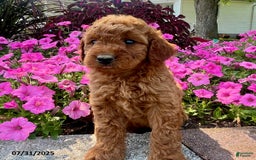 Mini Goldendoodle dogs for sale: Zala - Image 1