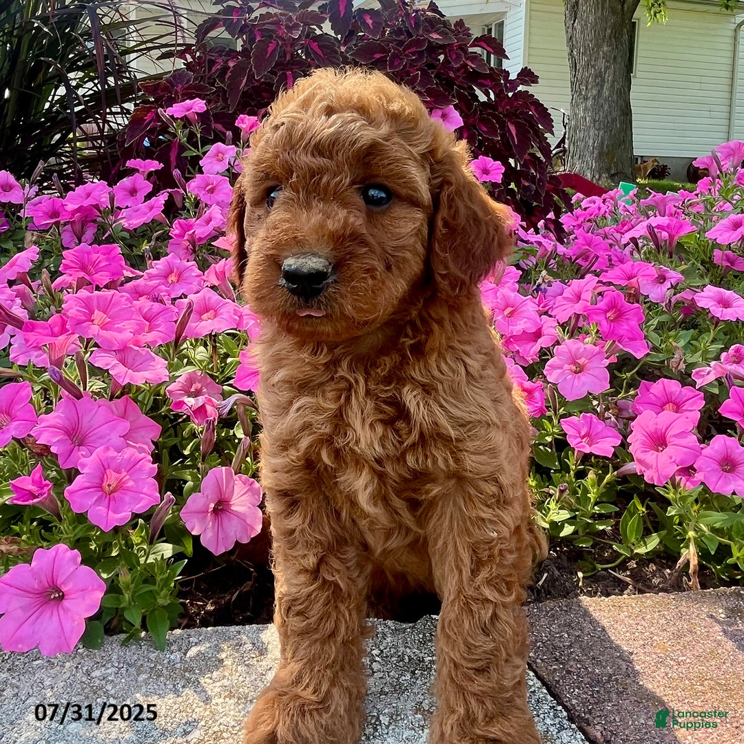 Mini Goldendoodle dogs for sale: Zala - Image 1