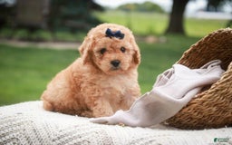 Miniature Poodle dogs for sale: Addison - Image 10