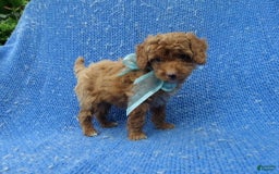 Toy Poodle dogs for sale: Timmy - Image 1