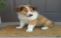Collie dogs for sale: Danny - Image 4
