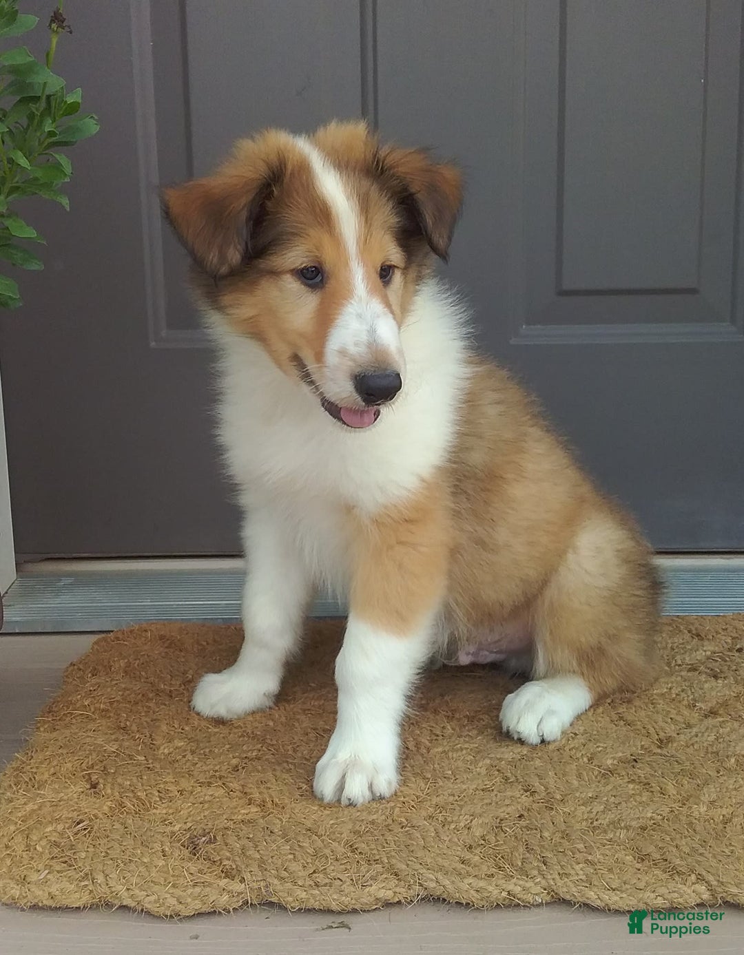 Collie dogs for sale: Danny - Image 4