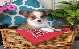 Papillon dogs for sale: Shadow - Image 2