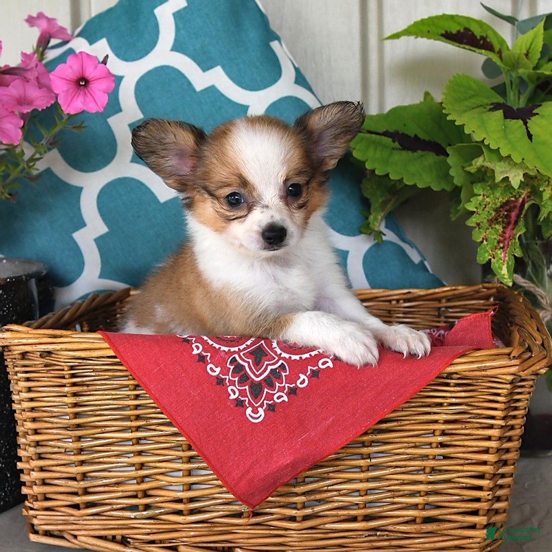 Papillon dogs for sale: Shadow - Image 2