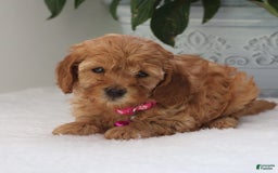 Cavapoo dogs for sale: Crystal - Image 1