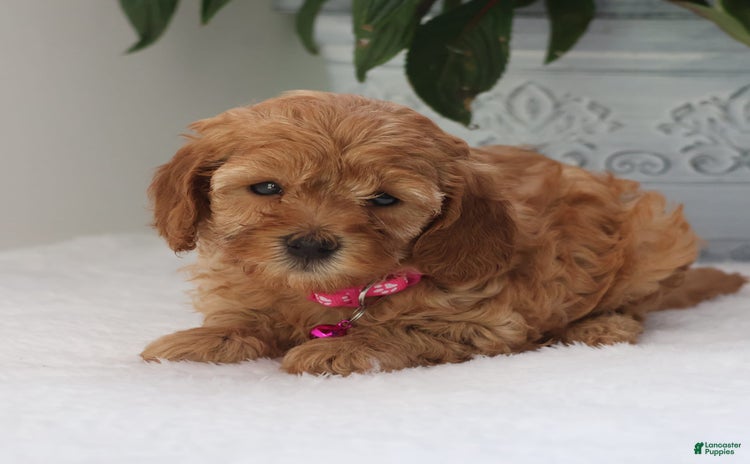 Cavapoo dogs for sale - Ad 4