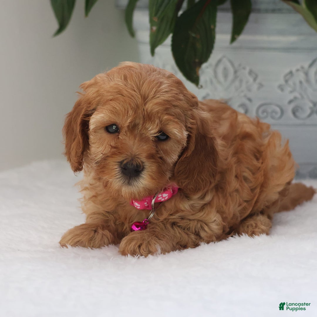 Cavapoo dogs for sale: Crystal - Image 1