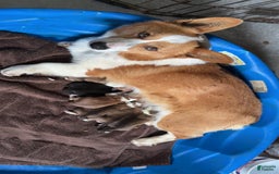 Welsh Corgi Pembroke dogs for sale: Blossom - Image 3